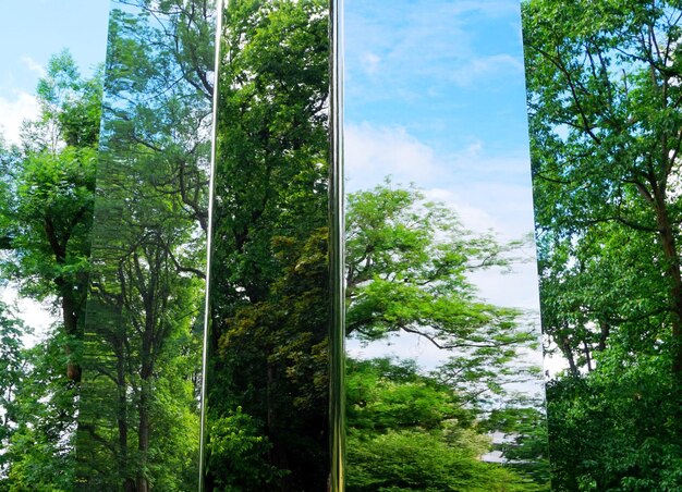 A split view image comparing a lush, green forest on one side, representing successful environmental regulation, with a barren, deforested area on the other side, symbolizing the consequences of deregulation. The division clearly illustrates the impact of environmental policies.