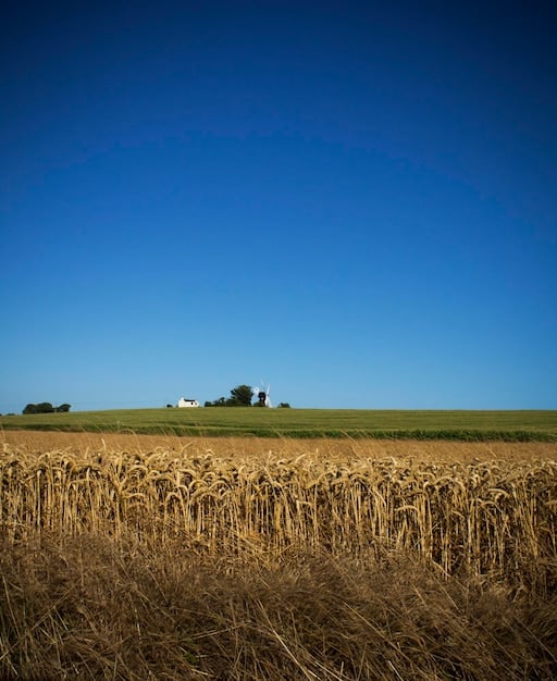 China’s Economic Slowdown and US Agricultural Exports: Diversification Strategies